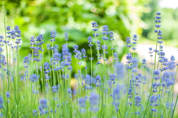 Campo de lavanda sobre fundo azul bokeh. Campo de flores de lavanda, imagem para fundo natural. Lavandula angustifolia — Fotografia de Stock