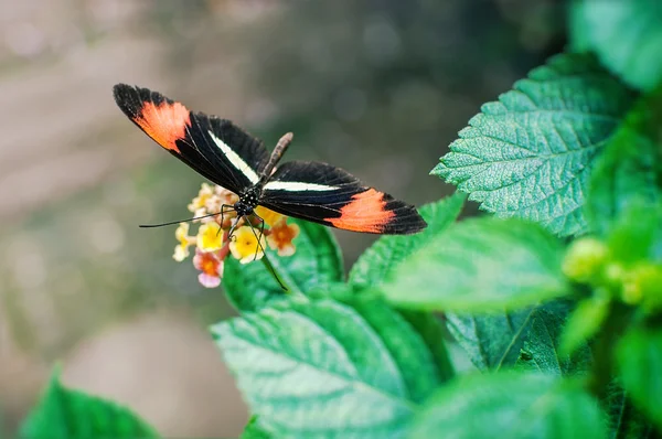 Listonosz motyl Heliconius melpomene tomate — Zdjęcie stockowe