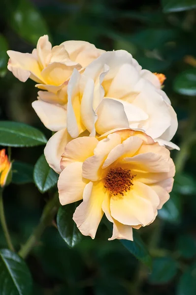 Όμορφο ροζ τριαντάφυλλο σε έναν κήπο — Φωτογραφία Αρχείου