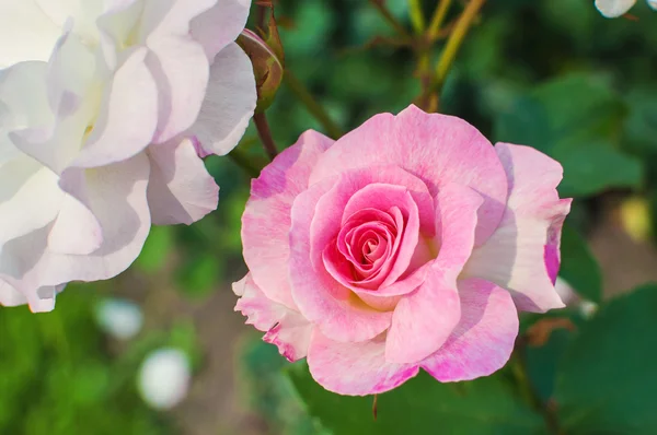 Beautiful pink rose flowers in Peterhof Palace garden. St Petersburg, Russia — Stock Photo, Image