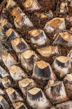 Palmiye ağacı kabuğu dokusu