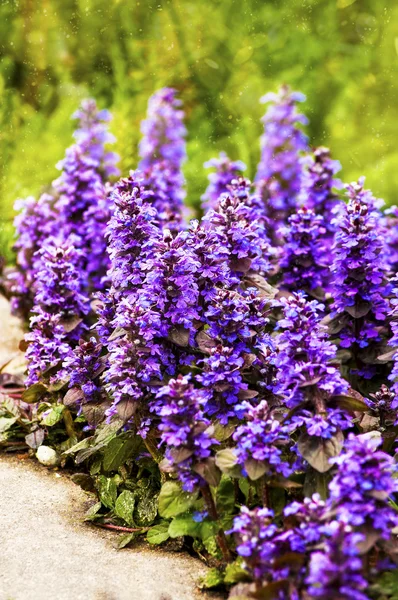 Mattan bugle blommor bakgrund (som reptans) — Stockfoto