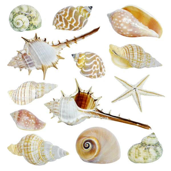 Collection coquillages de mer — Photo