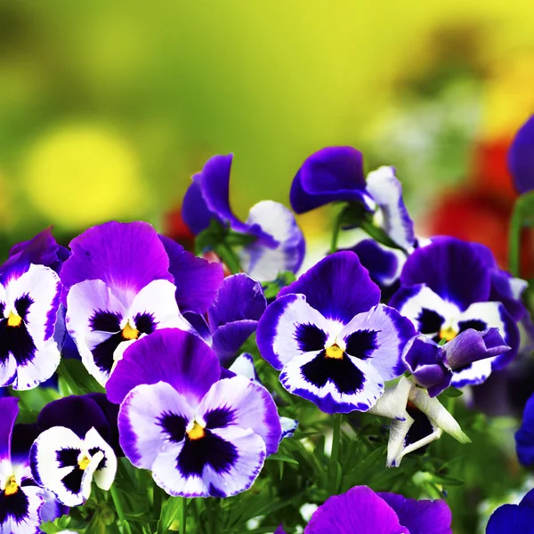 Pantaletas violetas en el jardín con fondo borroso — Foto de Stock