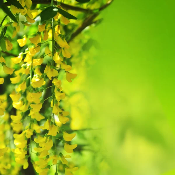 Fleurs d'acacia jaune — Photo