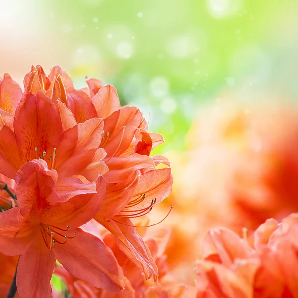 Orange amaryllys flowers background with place for text — Stock Photo, Image