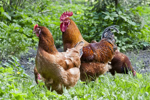 Red Rooster and Chickens Royalty Free Stock Images