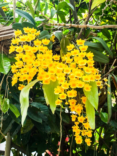 Espécies de orquídea colorida Dendrobium lindleyi amarelo flor na natureza — Fotografia de Stock