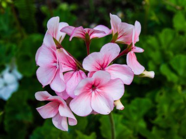 Doğada pembe sardunya çiçeği