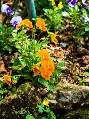 doğada portakal Sardunya çiçeği