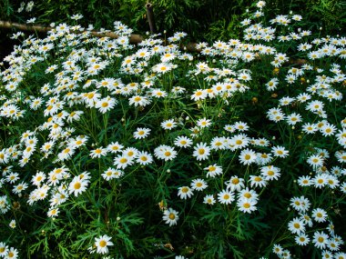 Beyaz cosmos doğa çiçeklenir