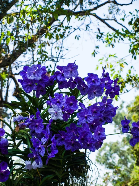 Orhidee violet vanda în natură din Thailanda — Fotografie, imagine de stoc