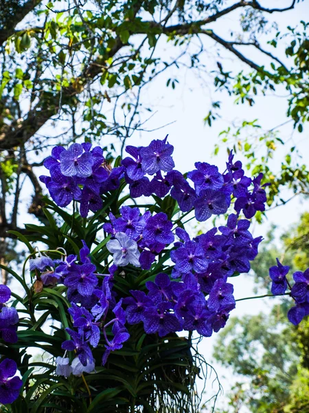 Vanda roxo orquídeas na natureza da Tailândia — Fotografia de Stock