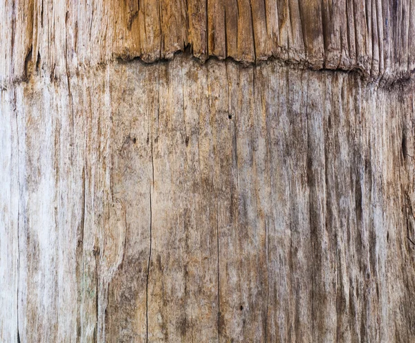 Old wooden bark in nature — Stock Photo, Image