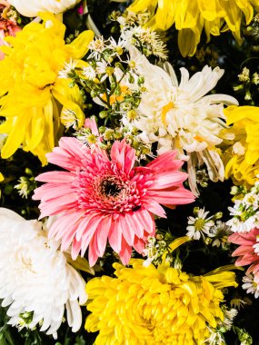 canlı renkli papatya gerbera çiçekleri