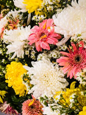 canlı renkli papatya gerbera çiçekleri