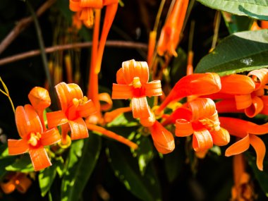 Turuncu trompet çiçek Close-Up 