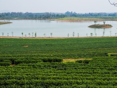 Chiang Rai, Tayland 'da çay çiftliği.
