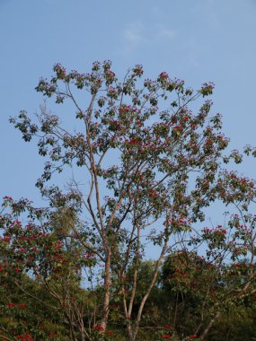 Ağaç üzerinde mavi gökyüzü dallı