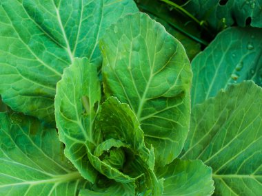 sebze bahçesinde taze lahana 