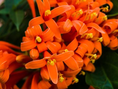 Turuncu trompet çiçek Close-Up 