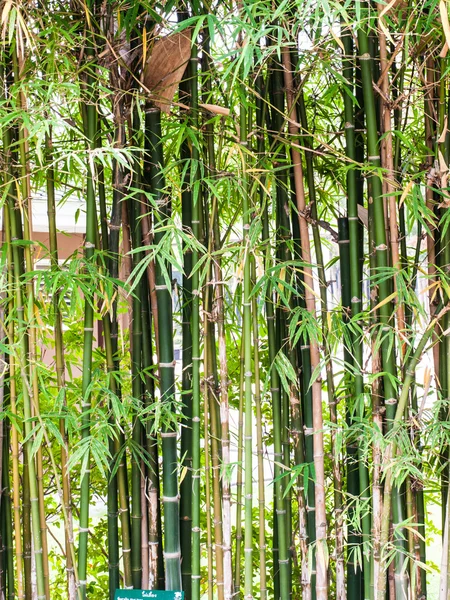 Bamboe boom in de natuur — Stockfoto