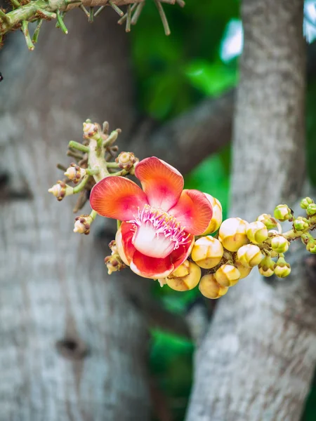 Canonball flor na natureza — Fotografia de Stock