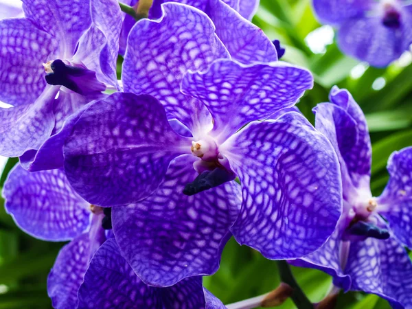 doğada Menekşe vanda melez çiçek