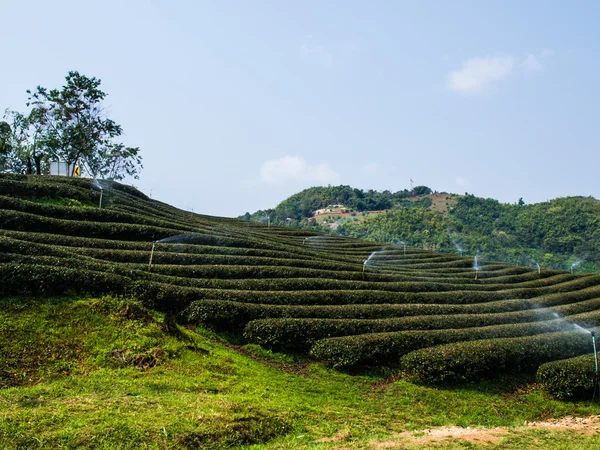 Piantagione di tè a Chiang Rai, Thailandia — Foto Stock