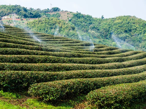 Chiang Rai, Tayland 'da çay çiftliği. — Stok fotoğraf