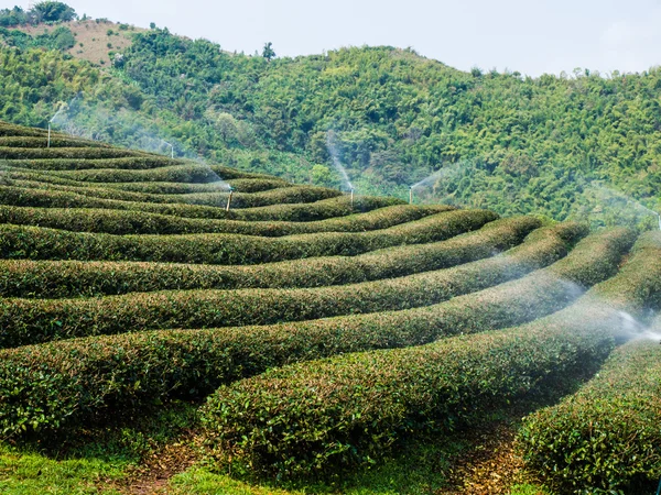 Chiang Rai, Tayland 'da çay çiftliği. — Stok fotoğraf