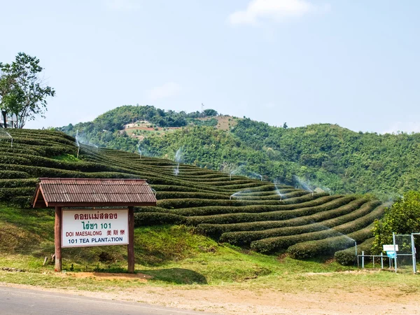 Plantación de té en Chiang Rai, Tailandia — Foto de Stock