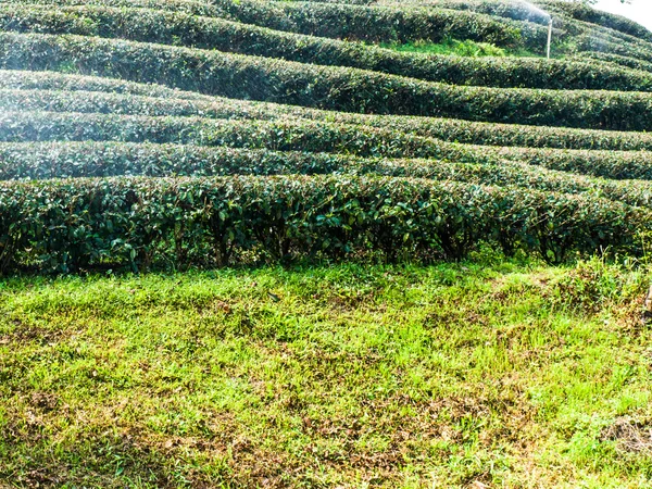 Plantacja herbaty w Chiang Rai, Tajlandia — Zdjęcie stockowe
