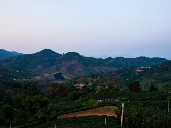 Tea ültetvény Chiang Rai, Thaiföld — Stock Fotó