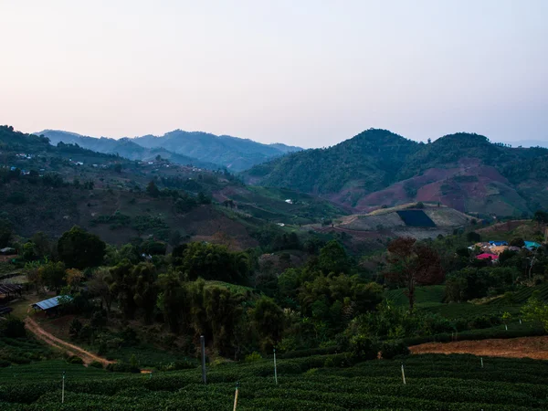 Čajová plantáž v Chiang Rai, Thajsko — Stock fotografie