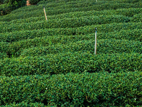 Teeplantage in einer Reihe in Chiang Rai, Thailand. — Stockfoto