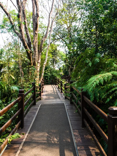 Wooden path in tropical forest — Stock Photo, Image