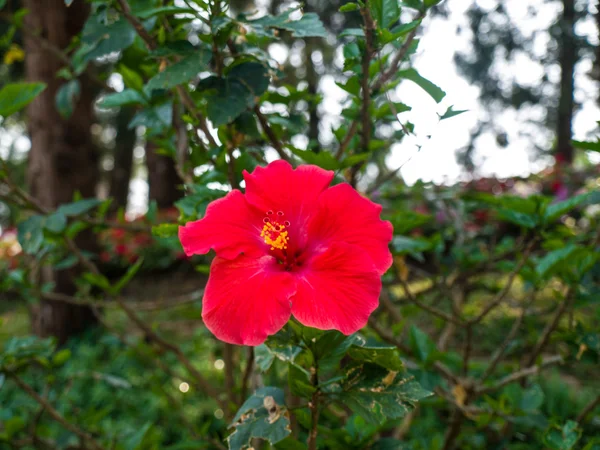 Flor de hibisco na natureza — Fotografia de Stock