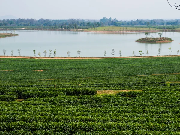 Piantagione di tè a Chiang Rai, Thailandia — Foto Stock