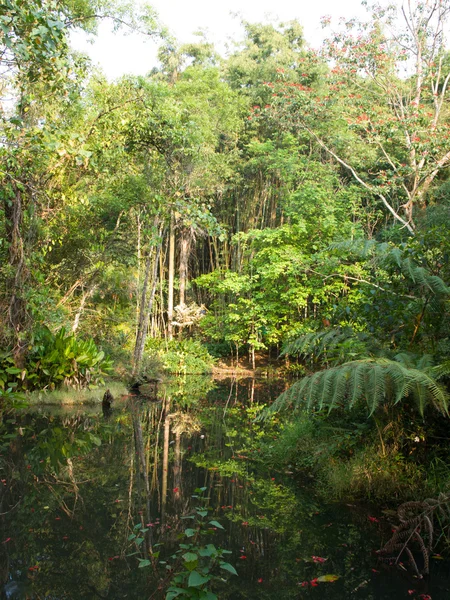 Tropical swamp in Chang hill, Chiang Rai, Thailand — Stock Photo, Image