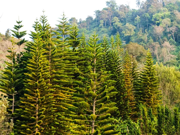 Floresta de cedro em Chang hill, Chiang Rai, Tailândia — Fotografia de Stock