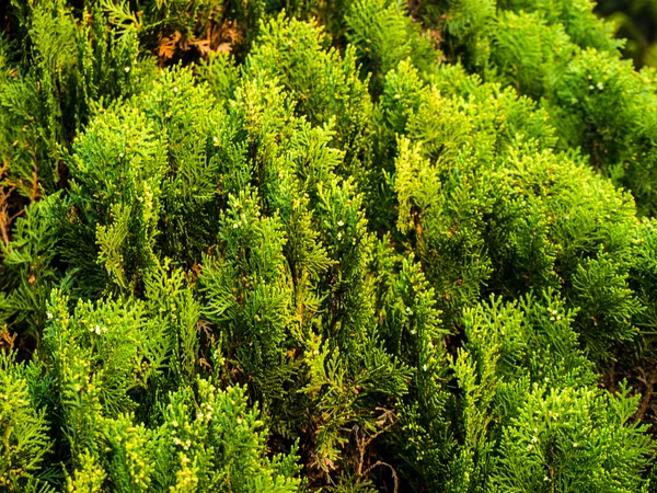 Zeder hinterlässt in der Natur als Hintergrund — Φωτογραφία Αρχείου