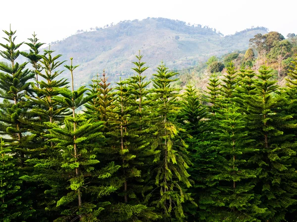 Drzewa cedrowego lasu w chang hill, chiang rai, Tajlandia — Zdjęcie stockowe