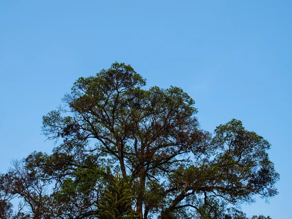 Árbol ramificado en el cielo azul — Foto de Stock