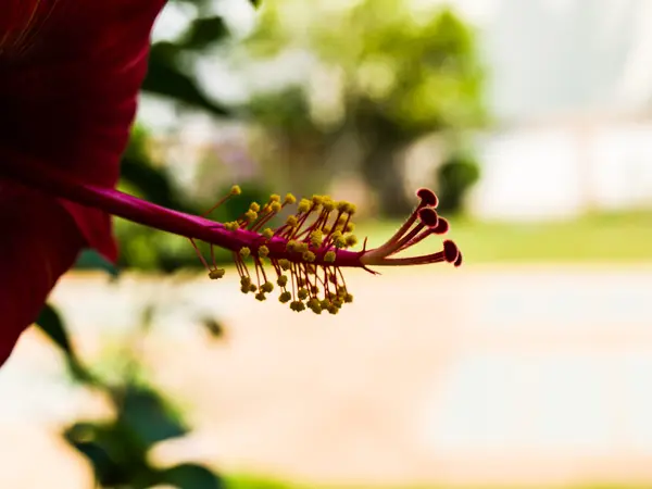 Închiderea florii de Hibiscus ca fundal — Fotografie, imagine de stoc