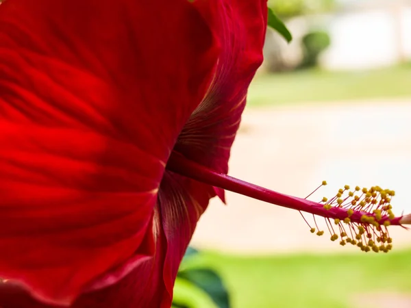 Închiderea florii de Hibiscus ca fundal — Fotografie, imagine de stoc