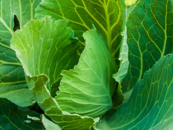 sebze bahçesinde taze lahana 