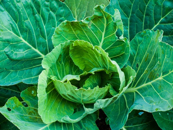 Fresh cabbage in the vegetable garden — Stock Photo, Image