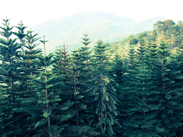 Cedar drzewa lasu w Chang hill, Chiang Rai, Tajlandia: filtrowane — Zdjęcie stockowe