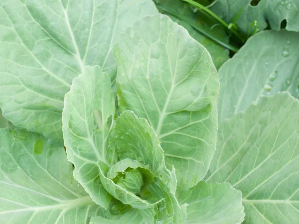 Fresh cabbage in the vegetable garden — Stock Photo, Image